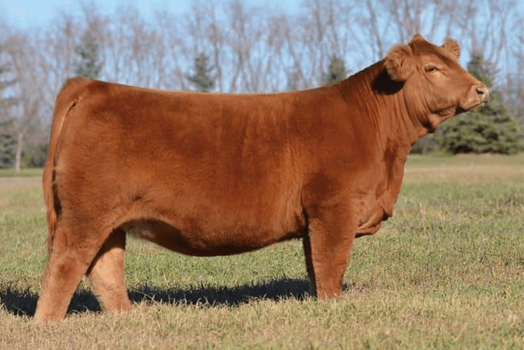 Erixon Darlin 2J - Female Perfection